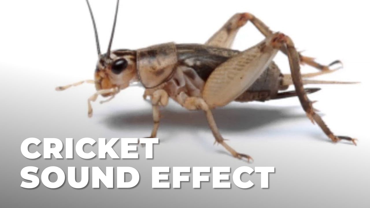 Cricket Sound Effect download for free mp3