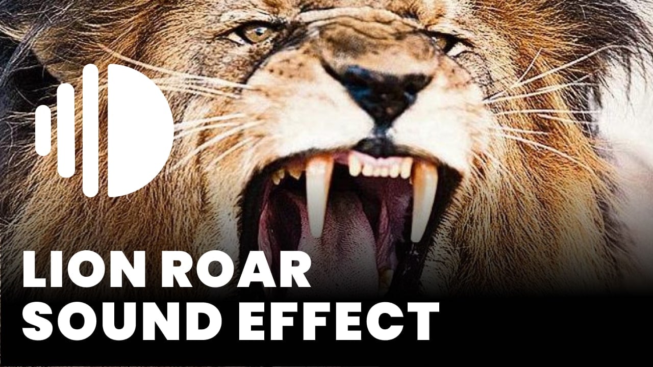 Loud Lion Roar Sound Effect Mp3 Download Lion Roar Sound - Free Online MP3 Download