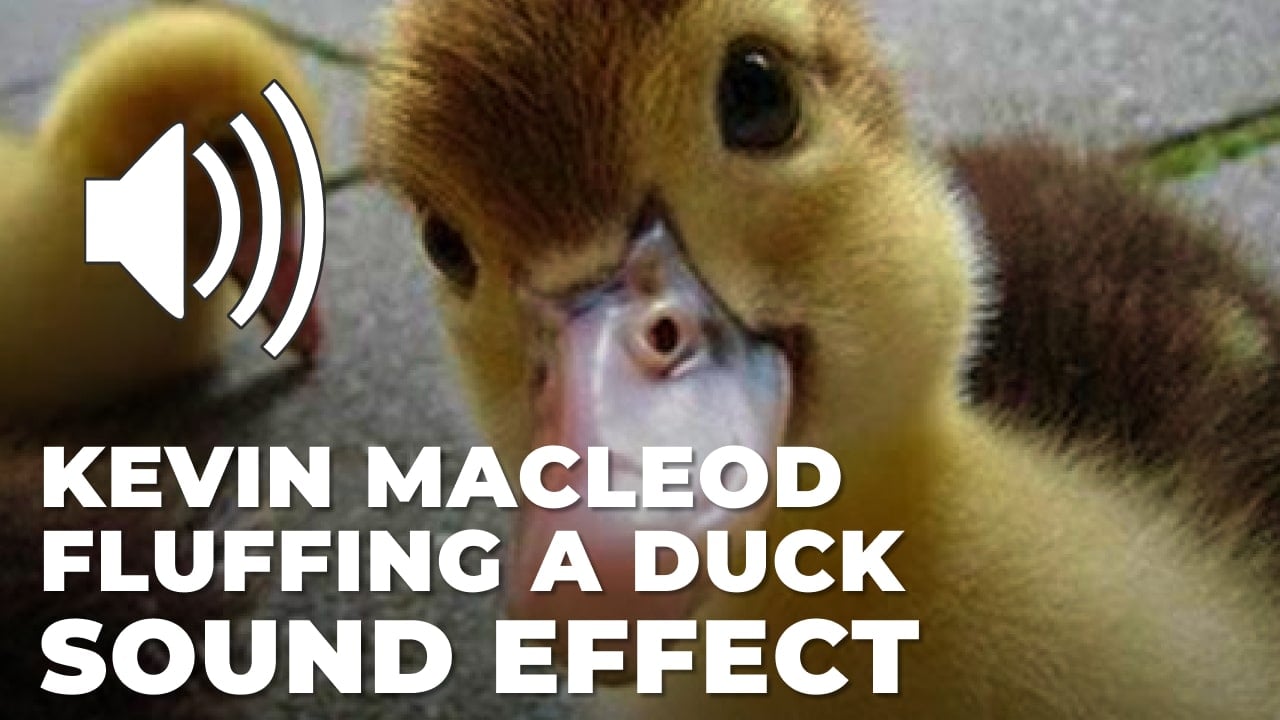Kevin MacLeod Fluffing a Duck Sound Effect download for free mp3