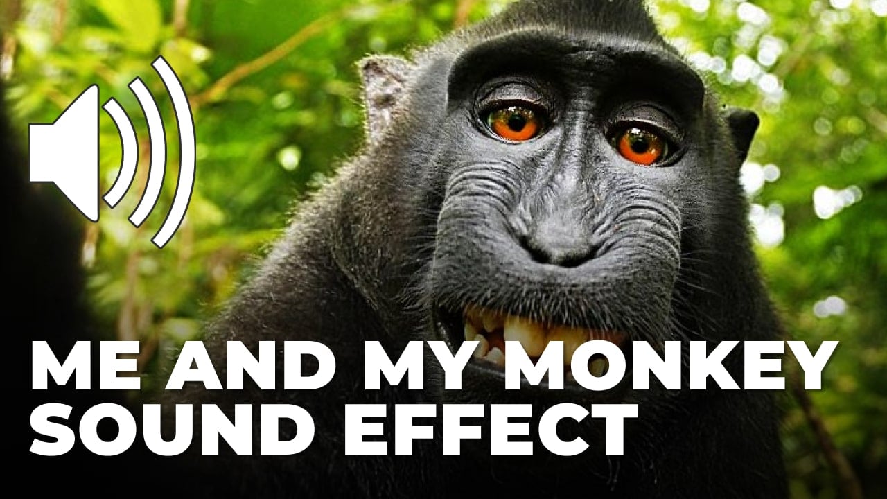 Me and my monkey Sound Effect