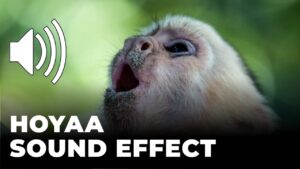 Hoyaa Sound Effect download for free mp3