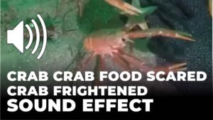 crab crab food scared crab frightened Sound Effect download for free mp3