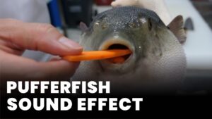Pufferfish Sound Effect download for free mp3