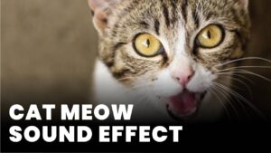 Cat meow Sound Effect download for free mp3