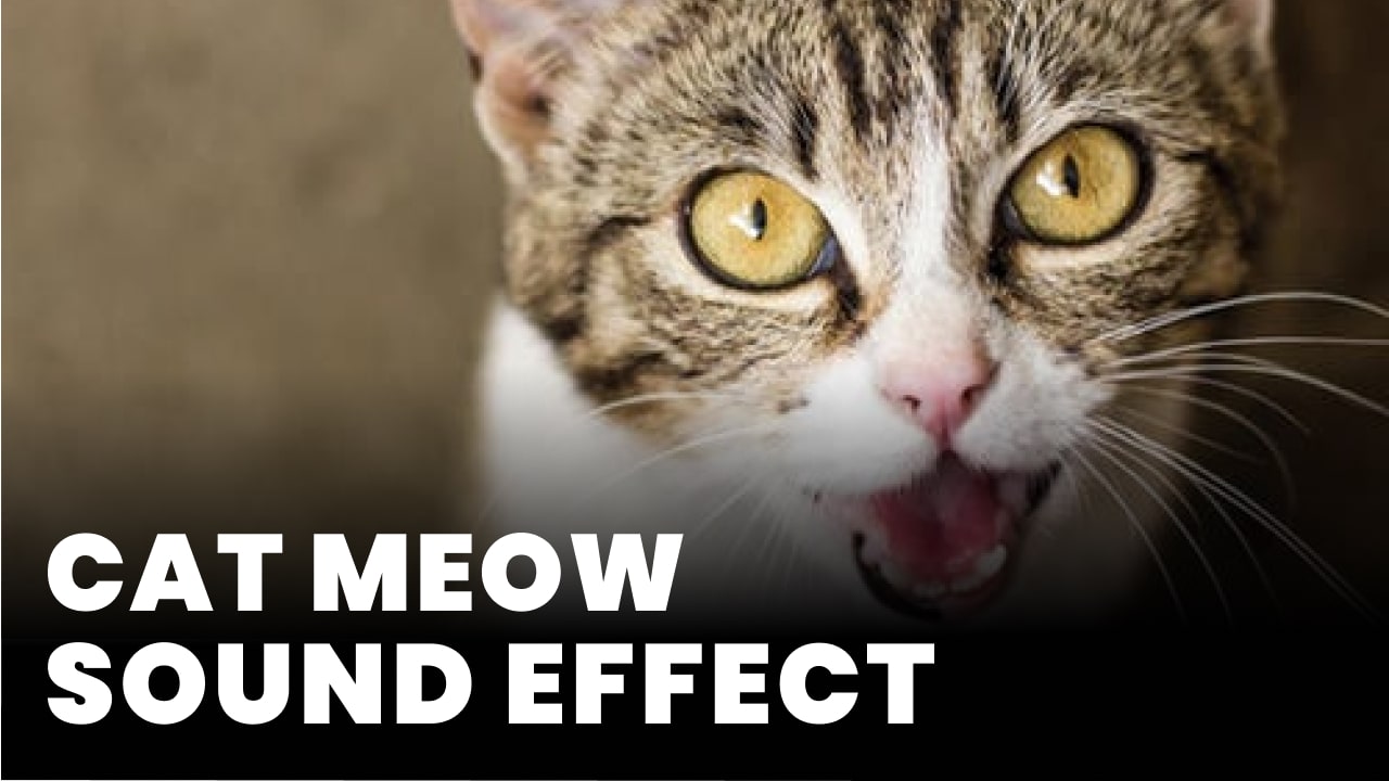Cat Meow Sound Effect MP3 Download Cat Meow Sound Effect MP3 Download