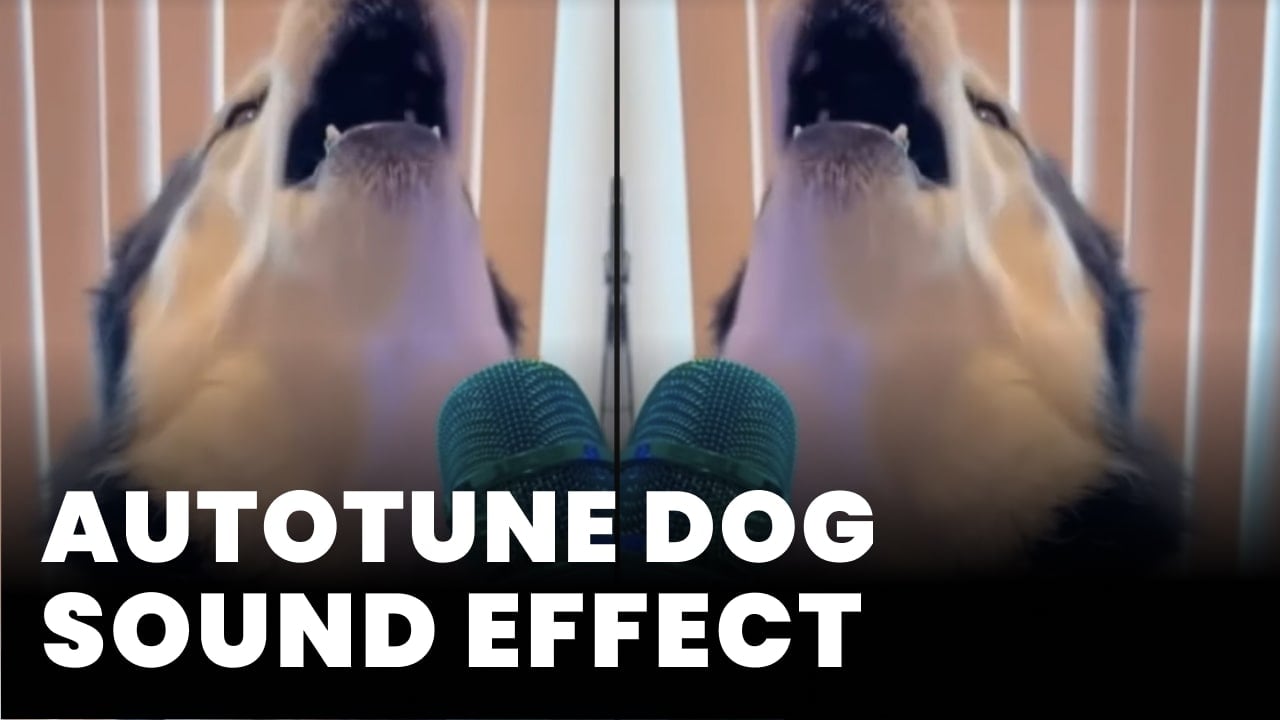Autotune Dog Sound Effect download for free mp3