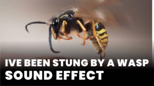 Ive been stung by a wasp Sound Effect