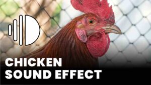 Chicken Sound Effect