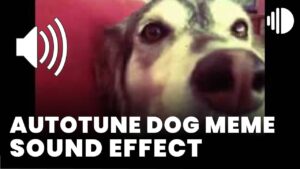 Autotune Dog Meme download