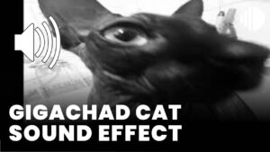 Gigachad cat download