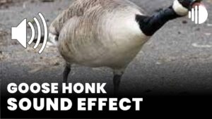 Goose Honk Sound Effect download