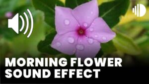 Morning flower sound effect download