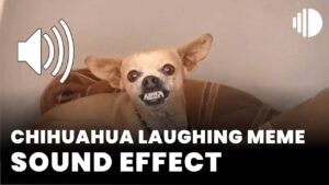 chihuahua laughing meme