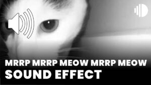 mrrp mrrp meow mrrp meow sound effect download