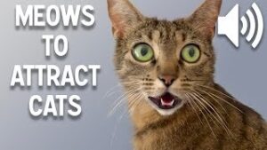 Cat Noises download