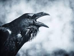 Raven says hi vine boom download