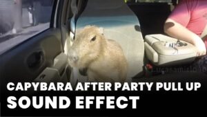 after party download