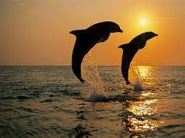dolphin download