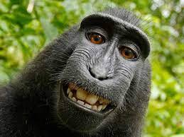monkey download