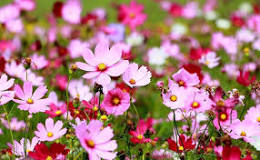 peaceful music to play in class download