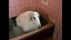 Borzoi dog taking a bath by himself download