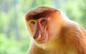 Monkeys In Your Pants download