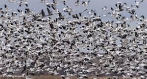 bird is the world download