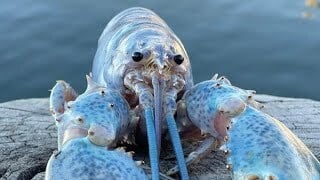 blue lobster download