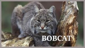 bobcat download