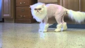 boots with the fur download