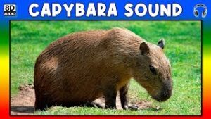 CApybara download