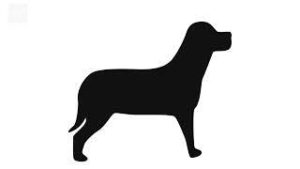 Dog Drinking Water Sound Effect download