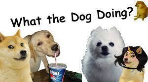What the dog download