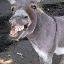 burra sensual download
