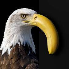 eagles ahh sound download