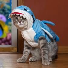 cat download