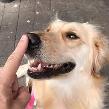 Boop-Markiplier download