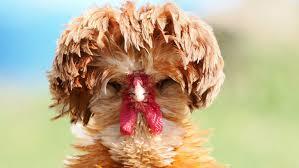 CHICKEN CHICKEN CHICKEN download