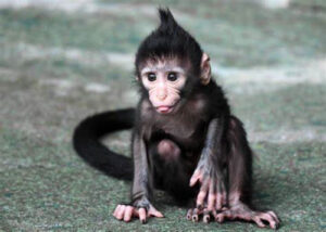 MONKEY NOISE download