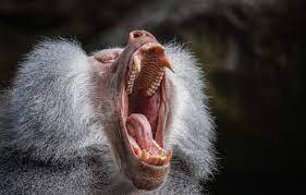 Monkey scream download