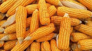 StocksOfCorn download
