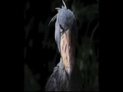 hush little baby british - MP3 Download