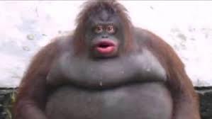 warning bot trolling sound for gorilla tag download