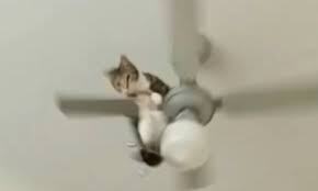 Cat hits its head in a ceiling fan download