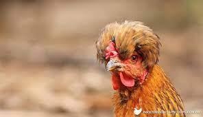 Chicken Head download