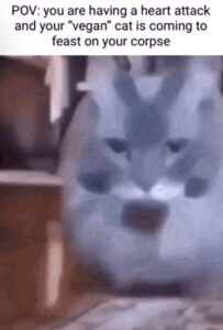 Vegan cat meme download