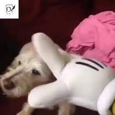 mickey mouse gets attack by a dog download