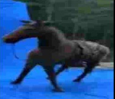 ｃａｖａｌｏ - ｓｆｘ download