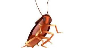 Dancing Roach Autotune download