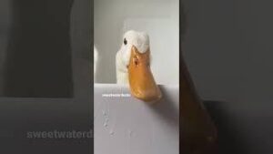 Duck quacking download